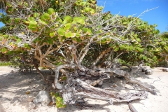 Mexique, Yucatan, palétuviers