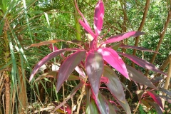 Mexique, Yucatan, jungle