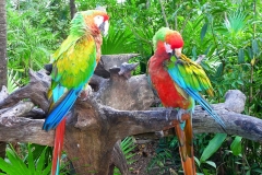 Mexique, Yucatan, Riviera Maya, Perroquet