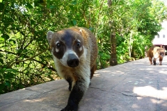 Mexique, Yucatan, Riviera Maya, Playa Del Carmen, Coati