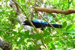 Mexique, Yucatan, Riviera Maya, Playa Del Carmen, oiseau