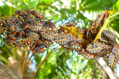 Mexique, Yucatan, Riviera Maya, Playa Del Carmen, insectes