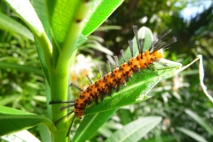 Mexique, Yucatan, Riviera Maya, Playa Del Carmen, chenille