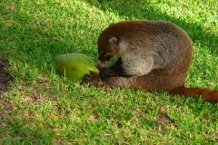 Mexique, Yucatan, Riviera Maya, Playa Del Carmen, Coati