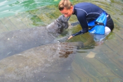 Mexique, Riviera maya, parc Xel-Ha, Lamentins (manatees)