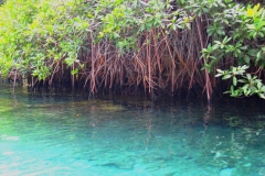 Mexique, Riviera maya, parc Xel-Ha, rivière bleue