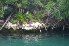 Mexique, Riviera maya, parc Xel-Ha, rivière bleue