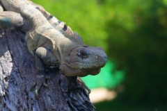 Mexique, Playa Del Carmen, iguane