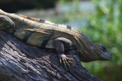 Mexique, Playa Del Carmen, iguane