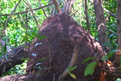 Mexique, Playa Del Carmen, termitière et termites