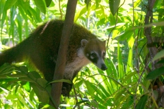 Mexique, Playa Del Carmen, coati