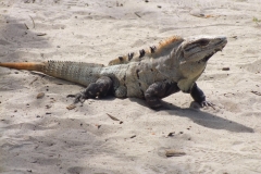 Mexique, Tulum, iguane