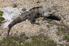 Mexique, Tulum, iguane