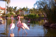 flamand rose, Las Galeras, République Dominicaine, Caraïbes