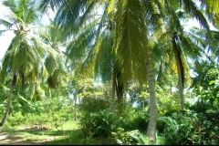 jungle, République Dominicaine, Caraïbes