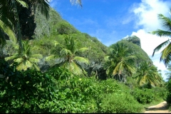 jungle, République Dominicaine, Caraïbes