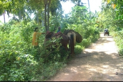 jungle, âne, République Dominicaine, Caraïbes