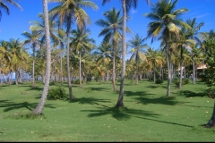 cocotier, cocoteraie, Las Galeras, République Dominicaine, Caraïbes