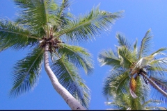 cocotier, Las Galeras, République Dominicaine, Caraïbes