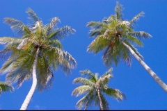 cocotier, Las Galeras, République Dominicaine, Caraïbes