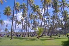 cocotier, plage, Las Galeras, République Dominicaine, Caraïbes