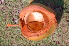 noix de coco, Las Galeras, République Dominicaine, Caraïbes