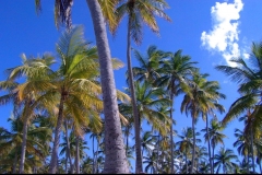 cocotier, Las Galeras, République Dominicaine, Caraïbes