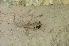 Lézard, Punta Cana, République Dominicaine, Caraïbes