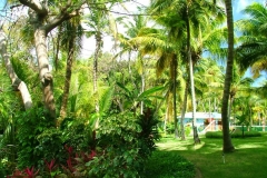 jardin, Punta Cana, République Dominicaine, Caraïbes