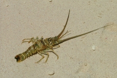 langouste, Isla Saona, République Dominicaine, Caraïbes