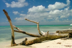 plage, Isla Saona, République Dominicaine, Caraïbes