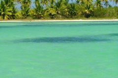 plage, Isla Saona, République Dominicaine, Caraïbes