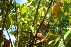 cacaotier, cacaoyer, République Dominicaine, Caraïbes