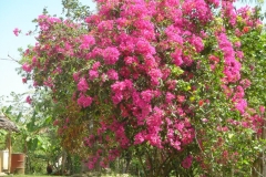 bougainvillier, République Dominicaine, Caraïbes