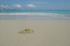 crabe, Plage, Simpson Bay beach, Saint Martin