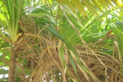 pandanus, Orient Beach, Saint Martin