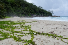 Ile des Seychelles, plage de La Digue