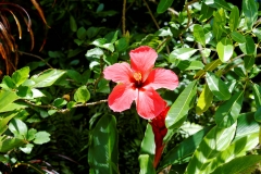 Ile des Seychelles ibiscus rouge