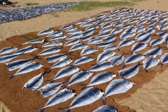 Sri Lanka, Pêcheurs et poissons