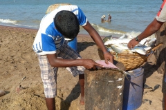 Sri Lanka, Pêcheurs et poissons