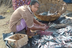 Sri Lanka, Pêcheurs et poissons