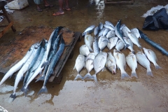 Sri Lanka, Pêcheurs et poissons