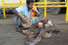 Sri Lanka charmeur de serpent