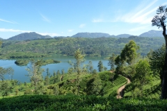 Sri Lanka, champ de théiers, Thé en terrasses