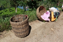 Sri Lanka, champ de théiers, Thé, cueilleues