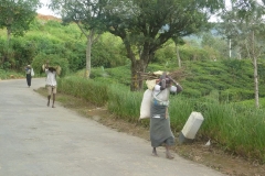 Sri Lanka, champ de théiers, Thé, cueilleues