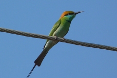 Sri Lanka oiseau