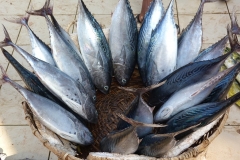Sri Lanka poissons dans un panier