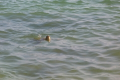 Tortue de mer au Sri Lanka