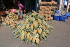 Sri Lanka ananas à vendre
